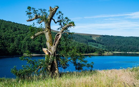 Reservatório, Árvore, Derbyshire, Cênica