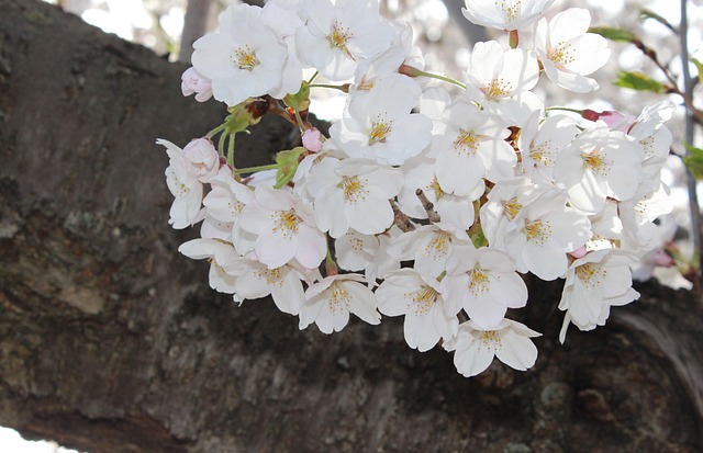 Sakura Kirschblüten, Natur, Feder