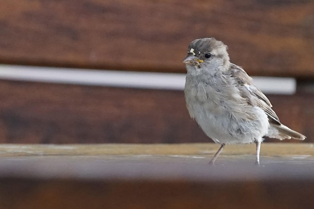 Spatz, Vogel, Spatzen, Natur, Tier
