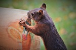 squirrel, verifiable kitten, rodent