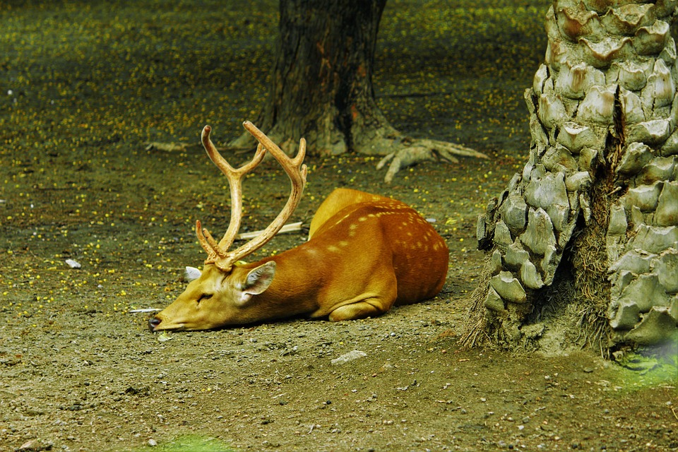 鹿 動物園 オレンジ Pixabayの無料写真 鹿 動物園 オレンジ Pixabayの無料写真