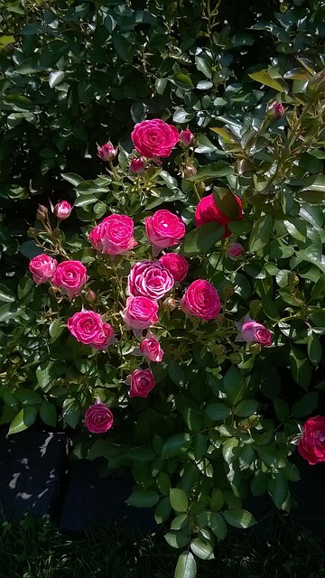 Free Rose Garden photo and picture