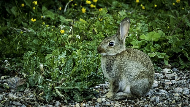 Free The Wild Rabbit Rabbit photo and picture