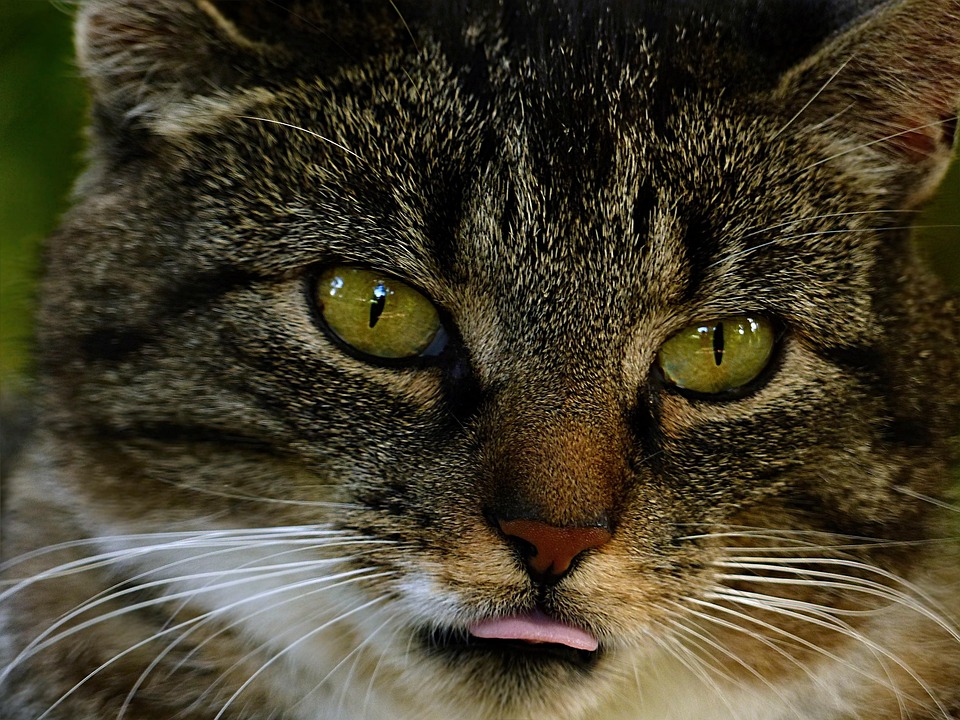 Tier, Katze, Hauskatze, Felis Silvestris Catus