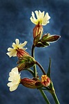 flower, plant, the puck