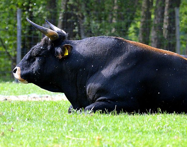 600+ Free Bull Horns & Bull Images - Pixabay