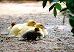 ducks, chicken, water bird