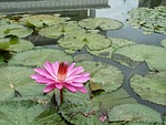a pollution mud and not dyed, elegant, lotus