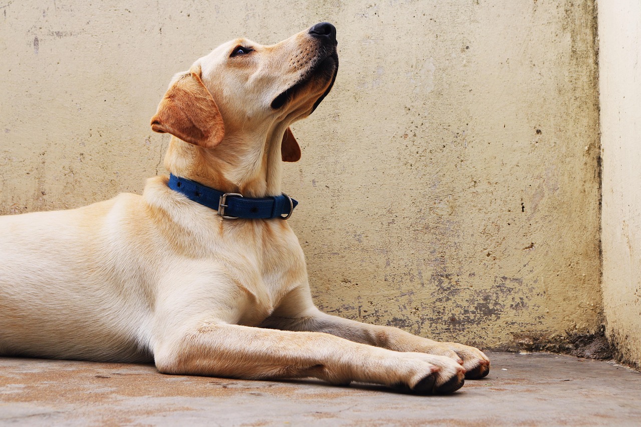 Dog - free online jigsaw puzzle photo
