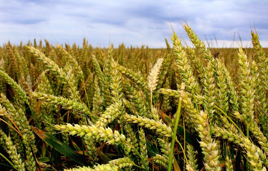 Weizenfeld, Weizen, Graues Wetter, Feld