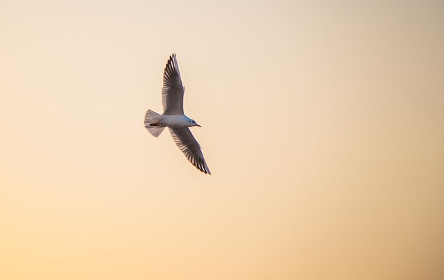 Gaivota, Ao Entardecer, Natureza