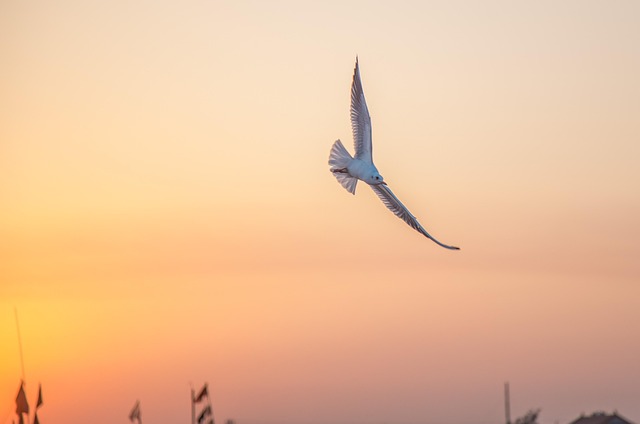 Gaivota, Natureza, Ao Entardecer