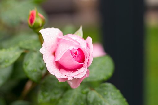 Rose, Natur, Sommer, Regn, Lyserød