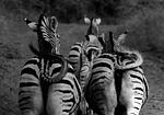 monochrome, zebra, zebra buttocks