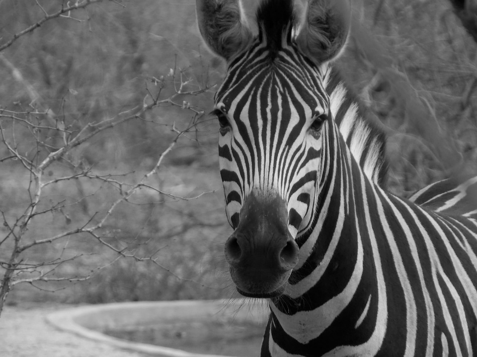 Zèbre Sauvage Photo gratuite sur Pixabay Pixabay
