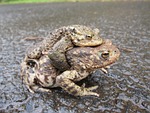 toads, common, mating