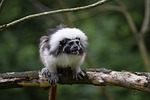 cottontop tamarin, monkey, wild animal