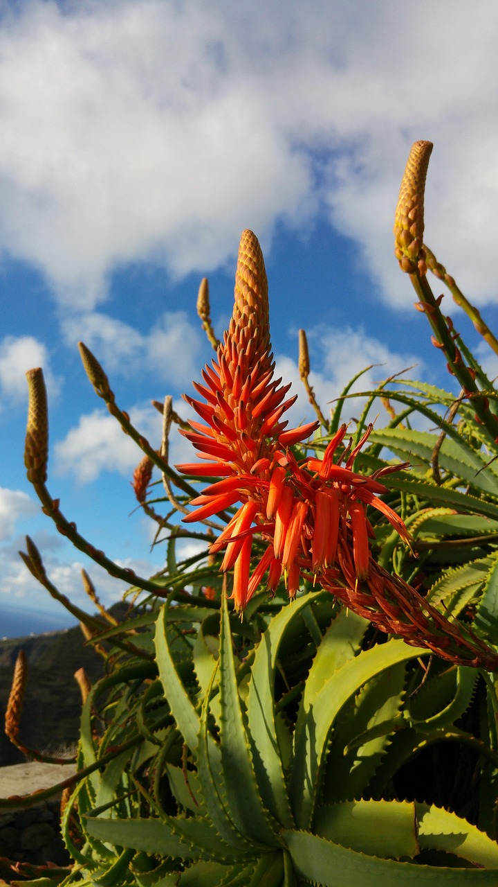 Aloe Blume Madeira - Kostenloses Foto auf Pixabay