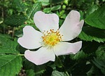 rose, dog-rose, flower
