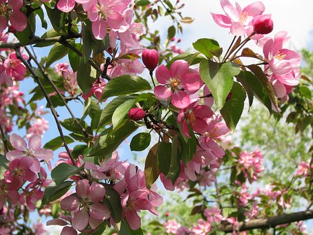 Free Tree Pink Flowers photo and picture