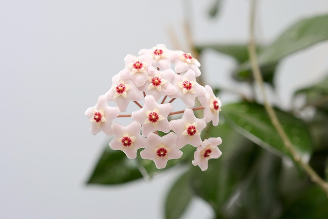 Free Blossom Bloom photo and picture
