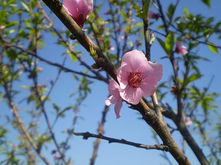 Ferskenblomst dating site