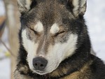 dog, winter, dogsled