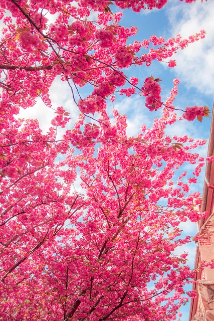 Free Spring Blossoms photo and picture