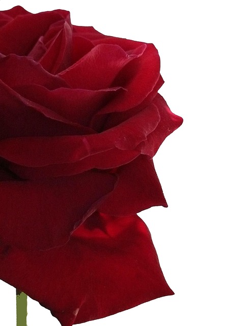 Free Rose Flower photo and picture