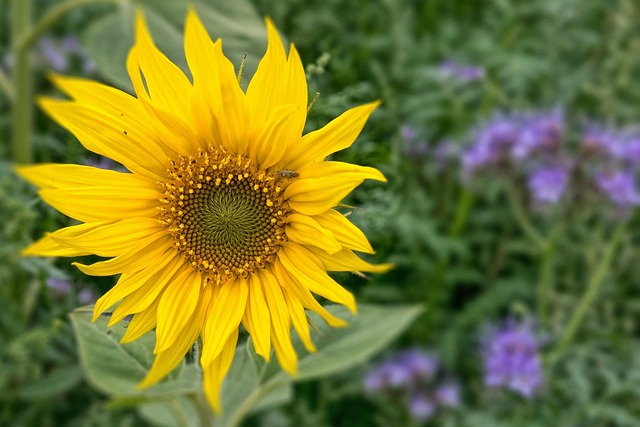 Sonnenblume, Blüte, Gelb, Blume