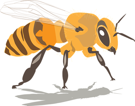 Free Bee Honeybee vector and picture