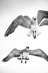 gulls, flying, bird