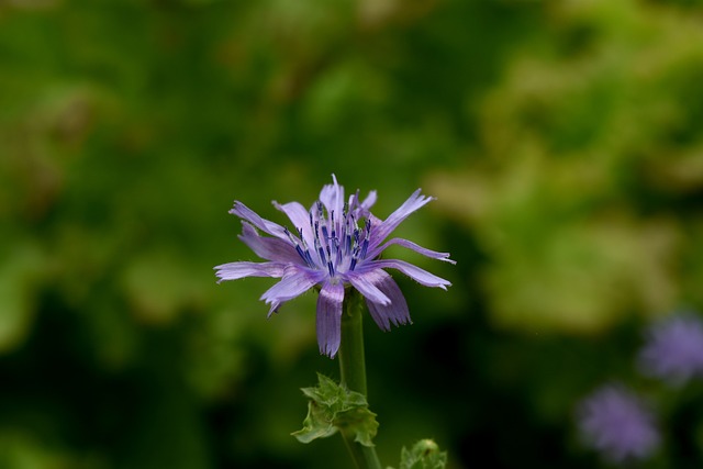 Free Flower Purple Flower photo and picture