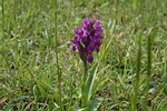 green-winged, purple, orchid