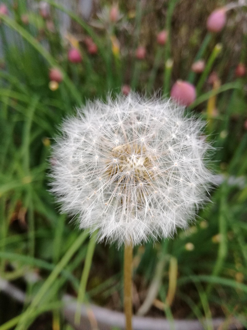 Pusteblume Garten - Kostenloses Foto auf Pixabay - Pixabay