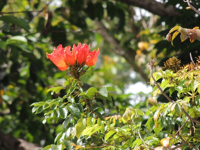 Flor Tropical, Paisaje, Naturaleza