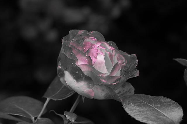 Rosa, Flor, Papel De Parede De Flores