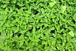caryopteris pagoda, green, organic