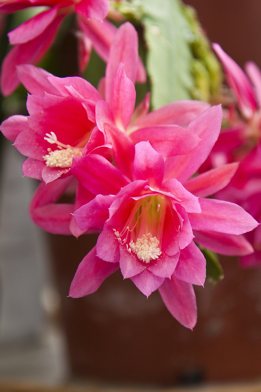 Plants Leaf Cacti Blossom Free photo on Pixabay Pixabay