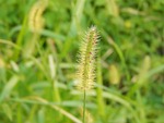grass, nightcrawler, green
