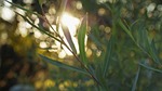 sunlight, wallpaper, leaves