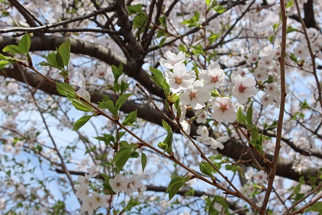 Kirschblüte, Hoch Park, Natur, Feder