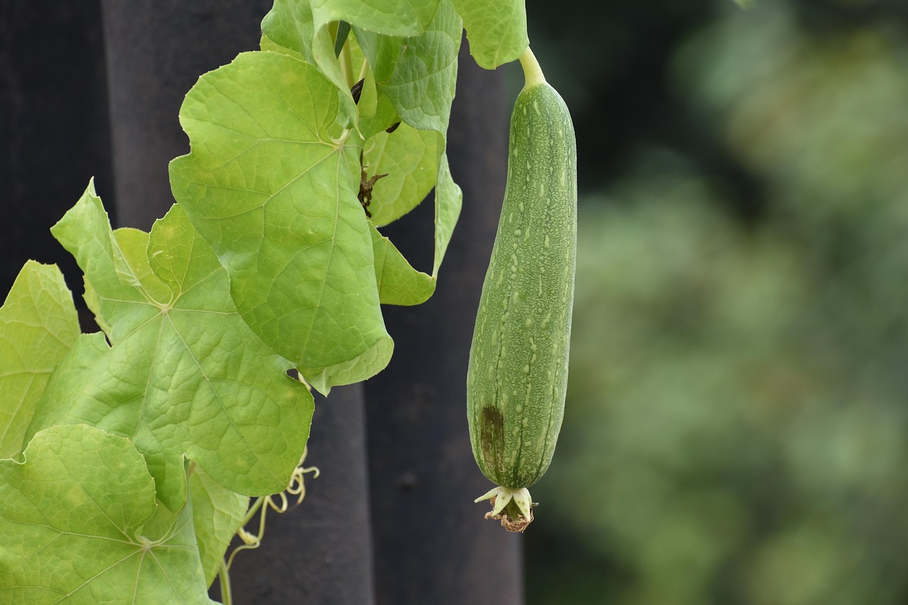 Ridge Gourd Vegetable Free photo on Pixabay Pixabay