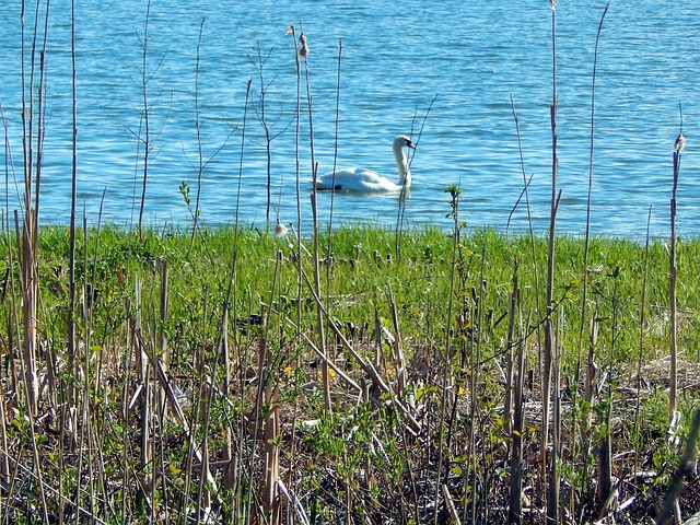 Free Espoo Nature photo and picture