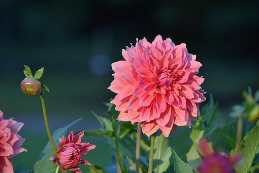 Dahlia, Blomst, Blossom, Hage