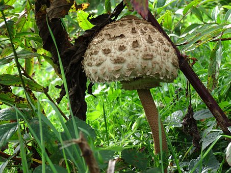 Free Mushroom Parasol photo and picture