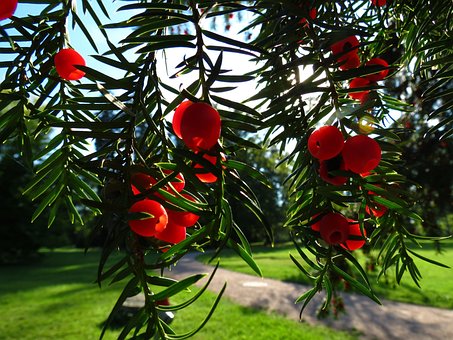 Free Yew Conifer photo and picture
