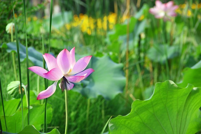超过 3200000 张关于“夏日,”和“自然”的免费图片 - Pixabay