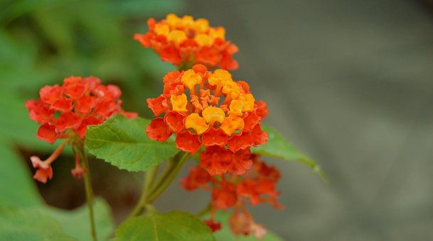 Fleure, Tuin, Bloem Behang