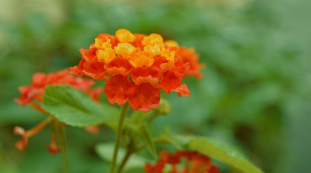Fleure, Tuin, Gele Bloemen, Red, Natuur